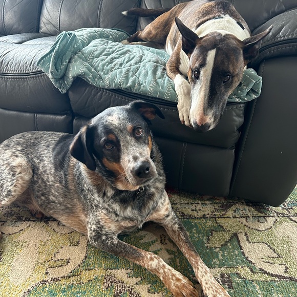 Meet your Posher, Caliber and Nik - Picture 3 of 3